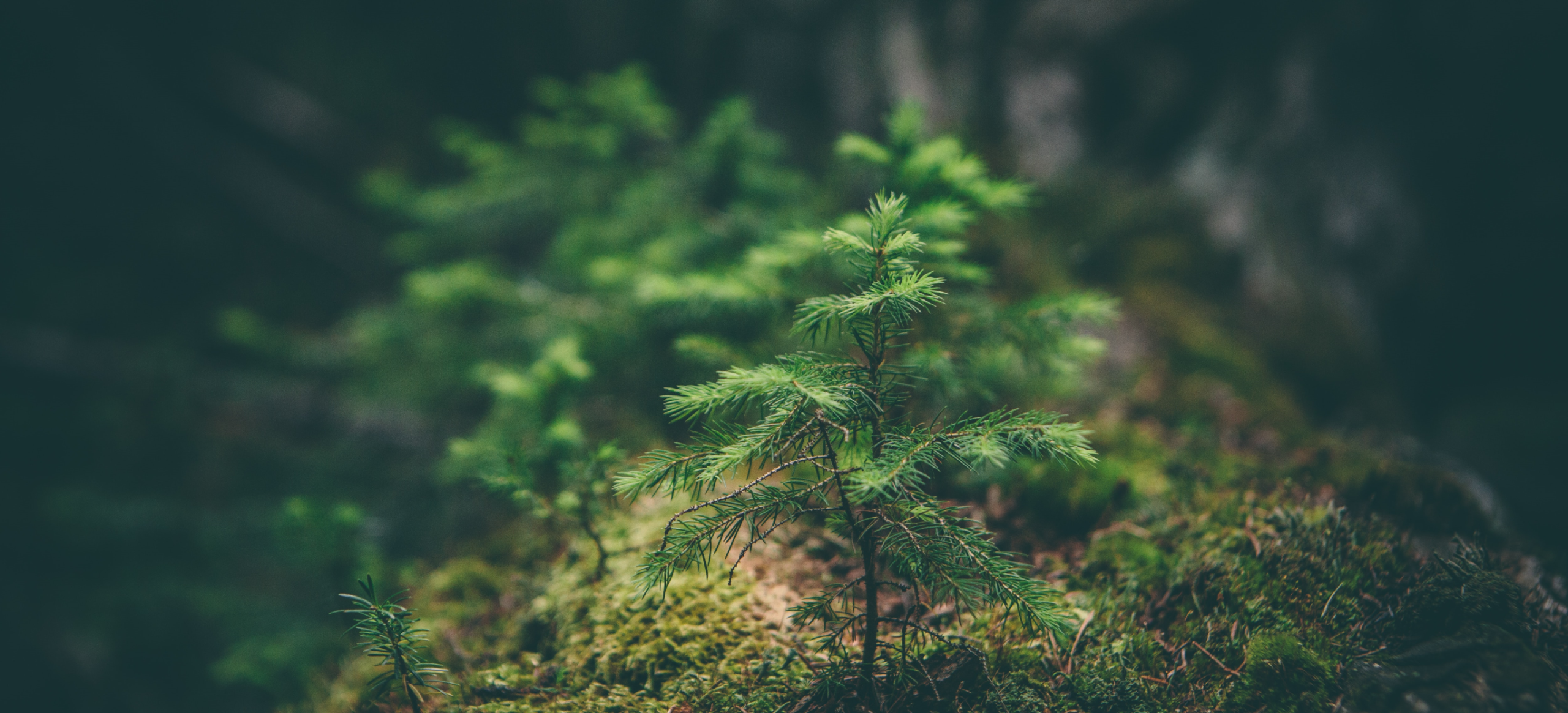 Matthew Smith Rfflri94rs8 Unsplash@2X